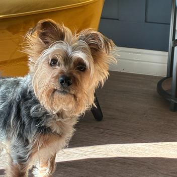 Did somebody say 'Walkies'