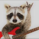Raccoon of Politico
