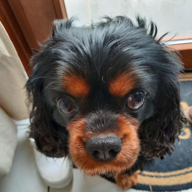 KAL