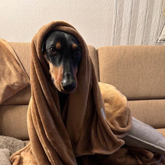 Finde Dori