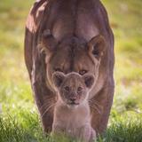 L'équipe de la garde des Lions