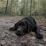 Mokha’s Mission: Pawing Cancer Out!