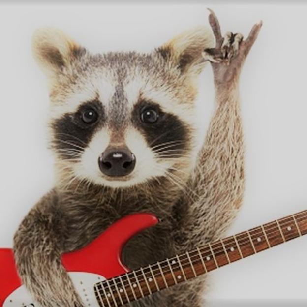 Raccoon of Politico