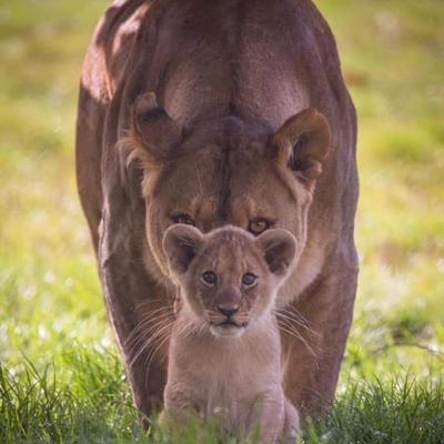 L'équipe de la garde des Lions