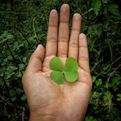 Shamrocks 🍀