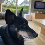 Junior super chien ?