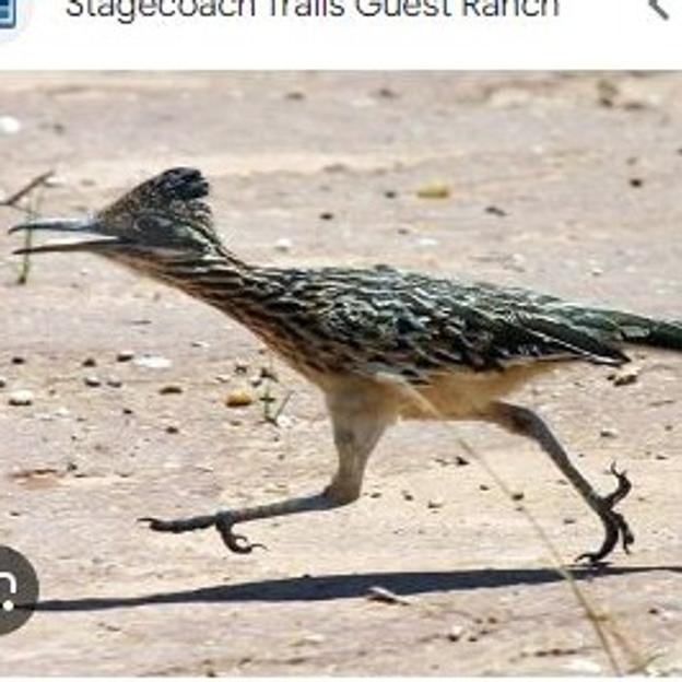 Roadrunner