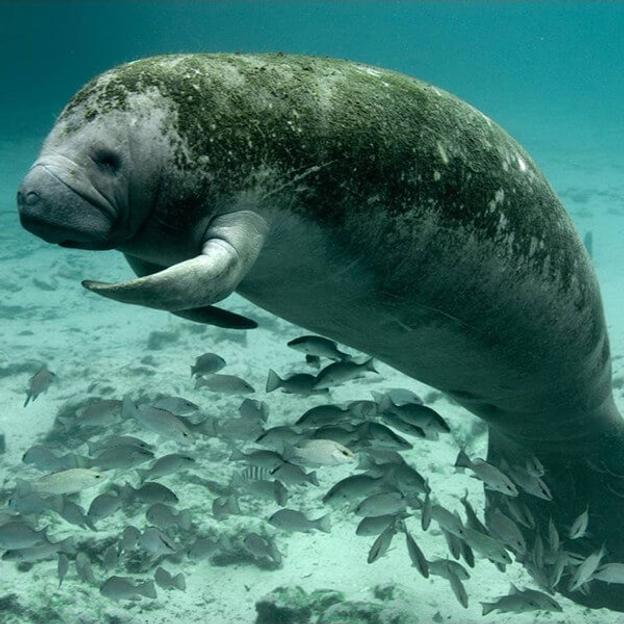Lazy Manatee