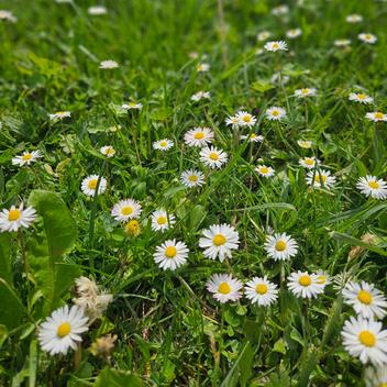 Gänseblümchen running
