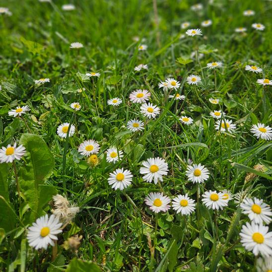 Gänseblümchen running