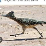 Roadrunner