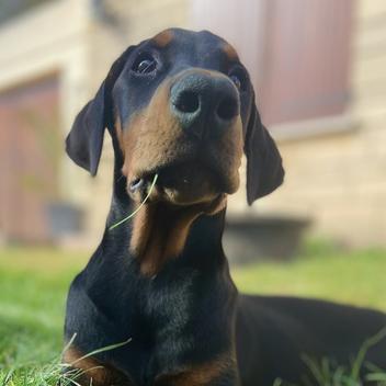 Pépone