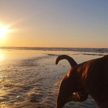 #dogwalker