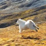 The GOAT runner