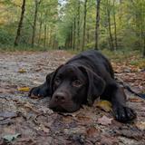 Mokha’s Mission: Pawing Cancer Out!